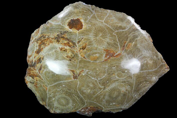 Polished Fossil Coral (Actinocyathus) - Morocco #100632
